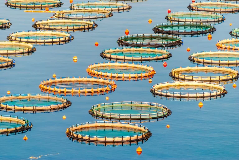 BIOAQUA at Midway: Building the Future of Sustainable Aquaculture